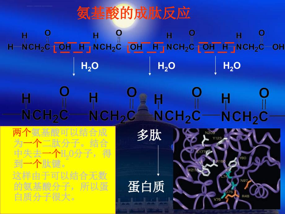 《蛋白质的性质》ppt课件_第2页