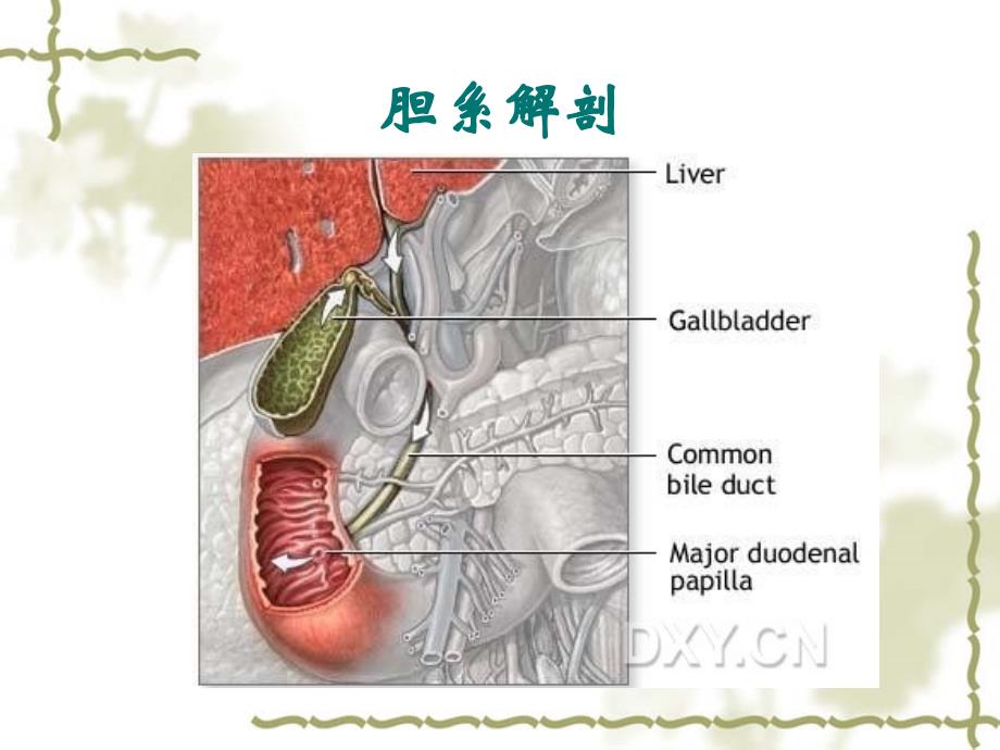 胆道疾病影像学_第3页