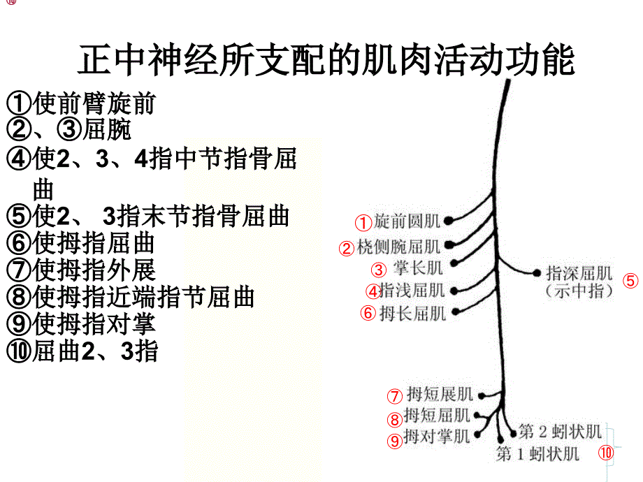 正中神经损伤的功能锻炼_第4页