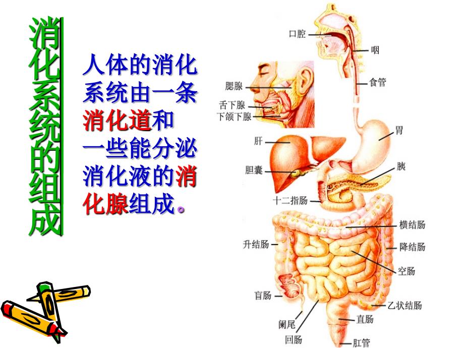 人体的消化与吸收_第3页