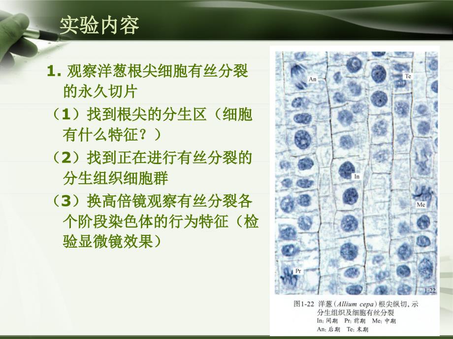 植物学（上）：实验二 植物细胞的有丝分裂_第4页